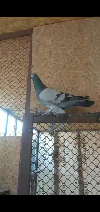 Сизый самец молодой на продажу