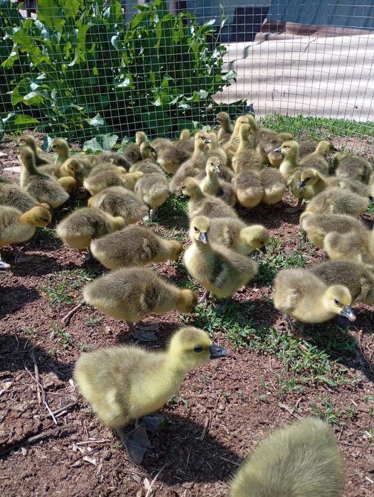 Продам гусята порода серо крупная