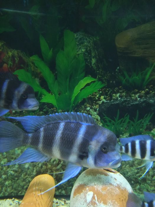 Cyphotilapia gibbiroza frantoza muppimpi
Gulobod S_26 268dom Cyphotila