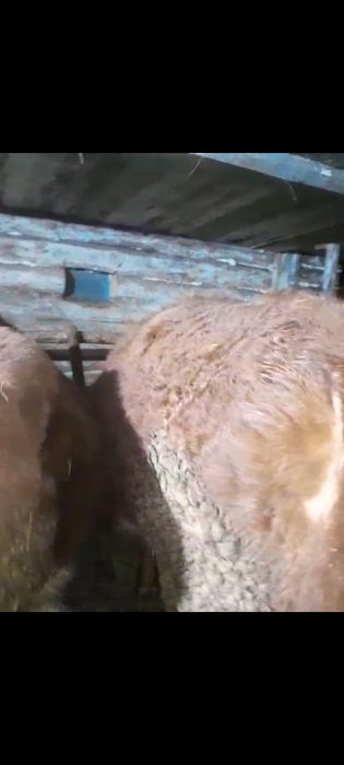 продам тёлка 3 годный