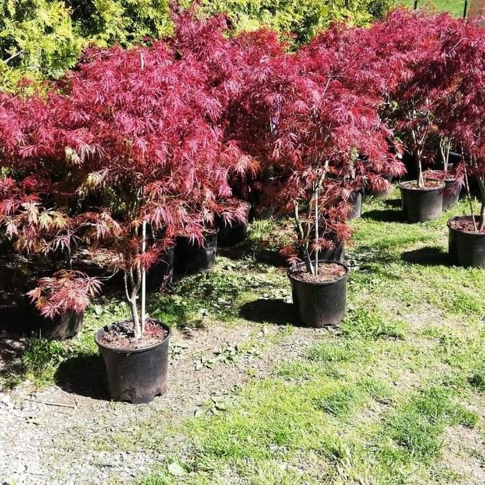 Plante ornamentale tuia