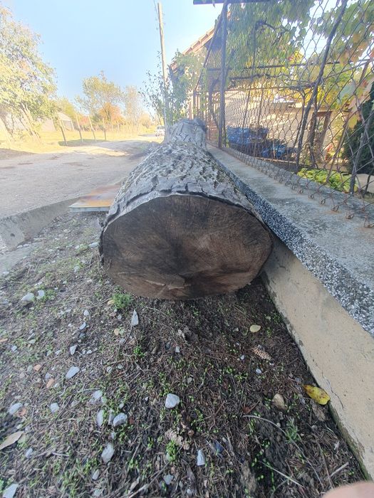 Орехов труп,отрязан пролетта