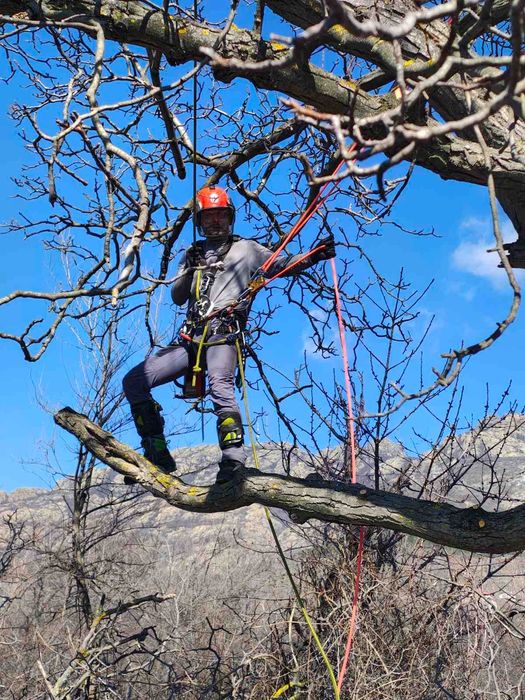 Рязане на опасни дървета
