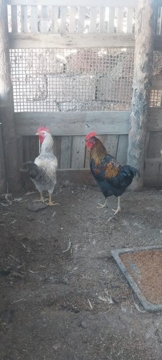 Продам петухов молодых