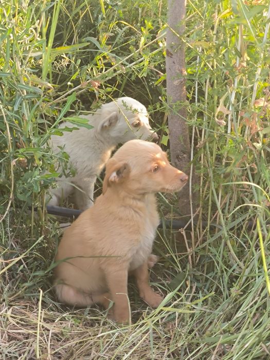 Отдам щеночков  бесплатно