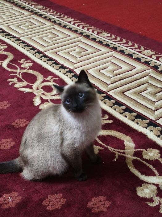 Сиамский мушук сотилади киз бола