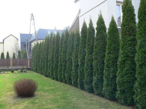 Vand tuia 2 - 3m / smaragd si columnaris