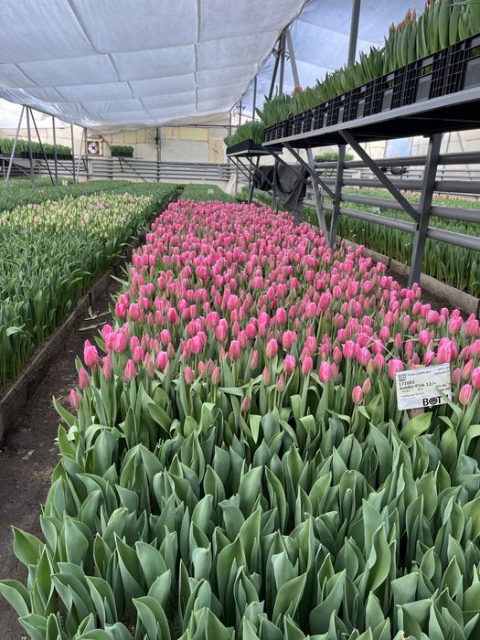 Тюльпаны оптом и в розницу