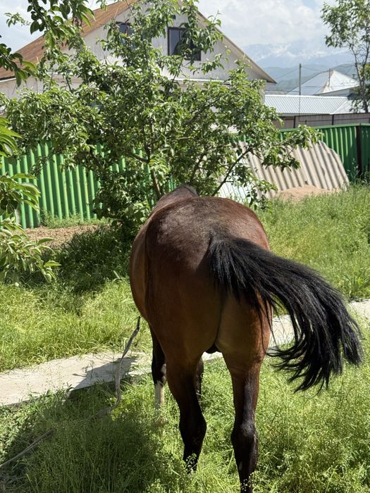 Айгыр бесті, айғырлығы мықты