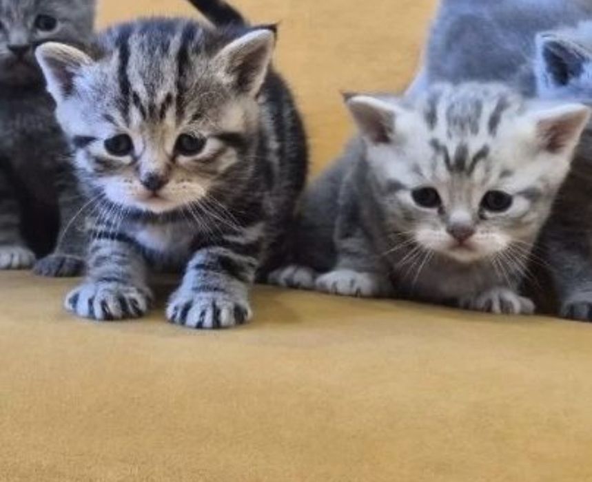 Шотдандские  прямоухие, мальчики и девочки