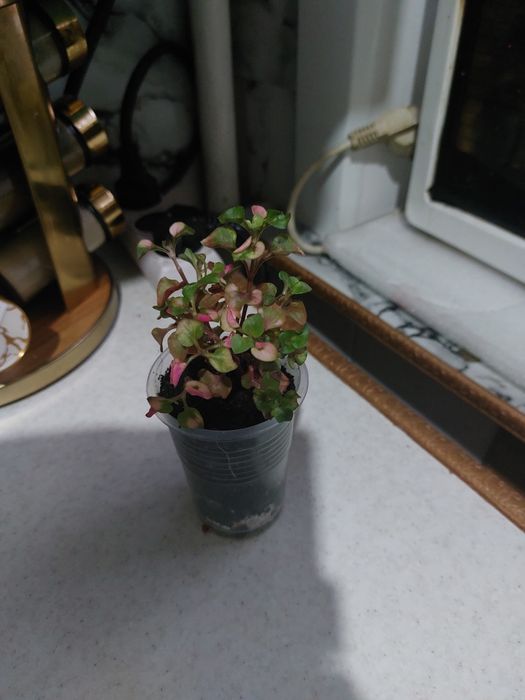 Комнатные цветы)