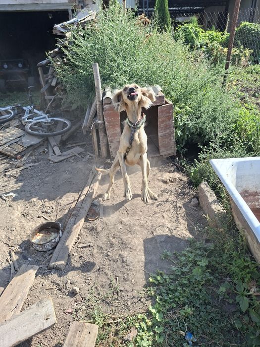 Продам чистокровного тазы