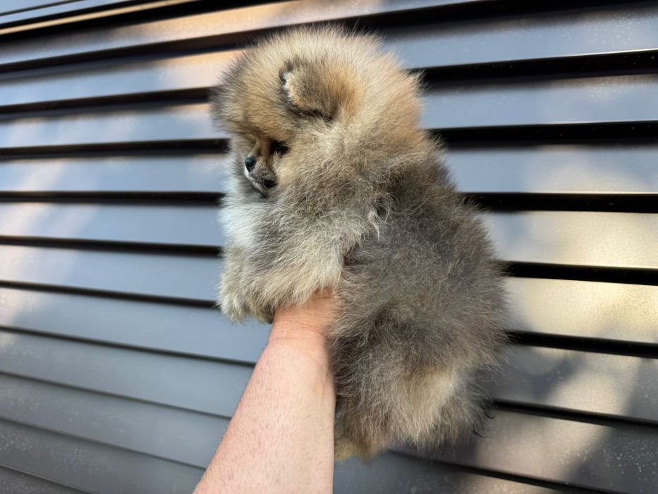 Продавам померан - възможна доставка