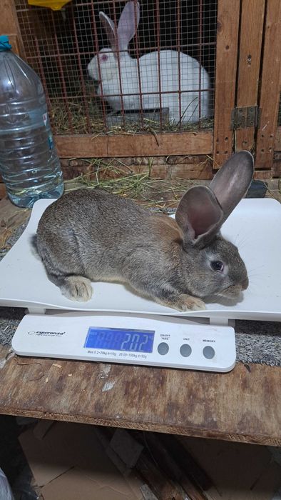 Tineret uriaș german