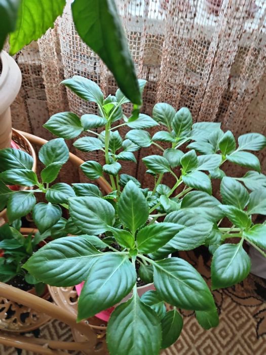 Комнатные цветущие растения