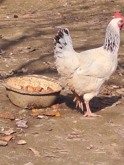 Адлер тауықтары сатылады