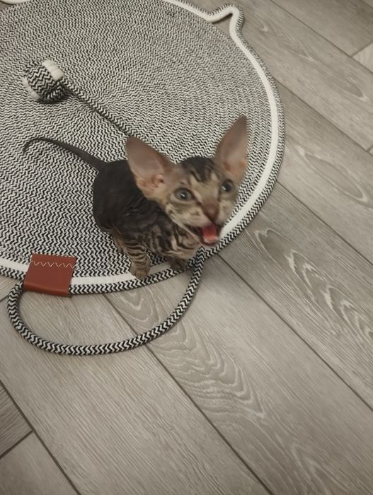 Девочка велюровый сфинкс.