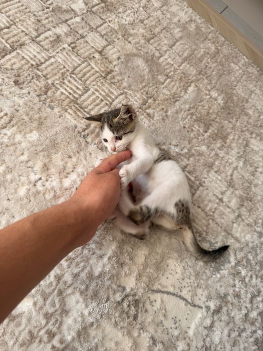 Котенок бесплатно только в хорошие руки