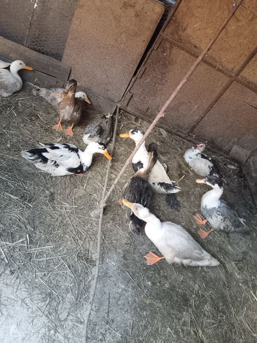 De vânzare rațe ungurește