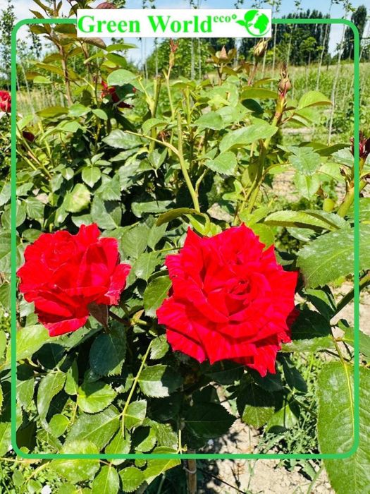 Shtamp atirguli- ko’zingizni quvontiradi.