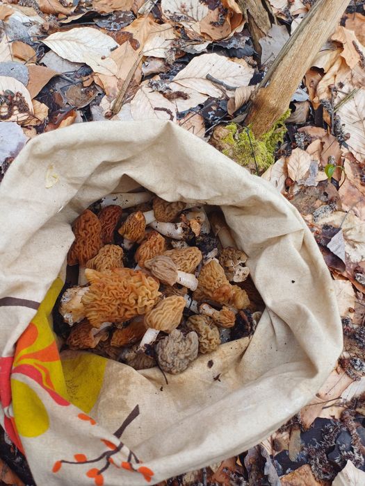 Zbarciogi de pădure