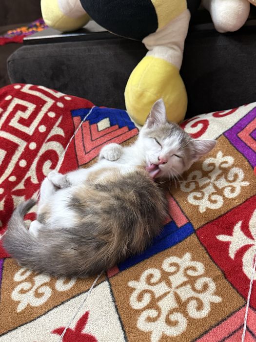 Кошка, отдам в хорошие руки