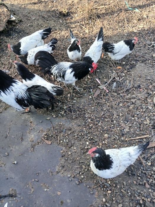 Ouă incubație Lakenfelder