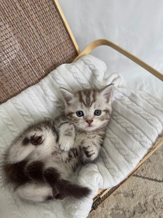 Котята ищут любящих хозяев!