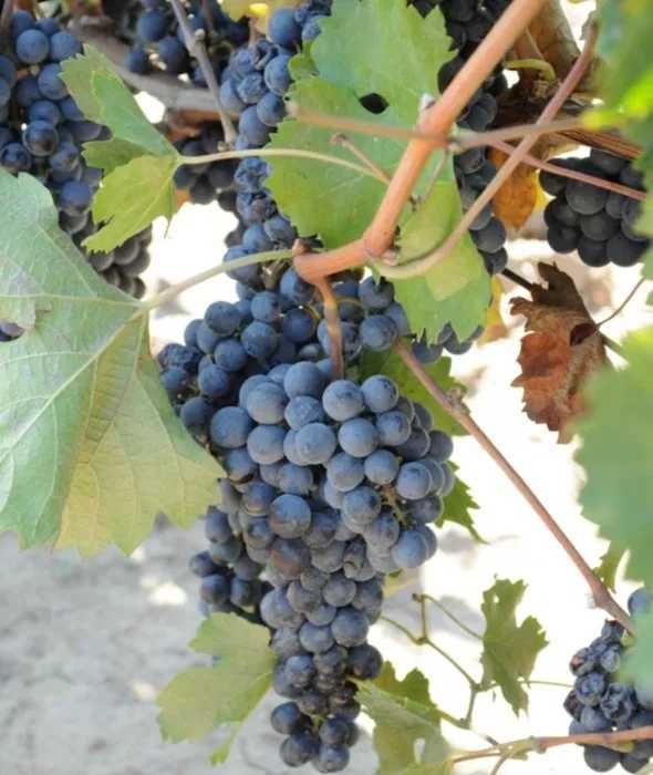 Vand Struguri de  Vin