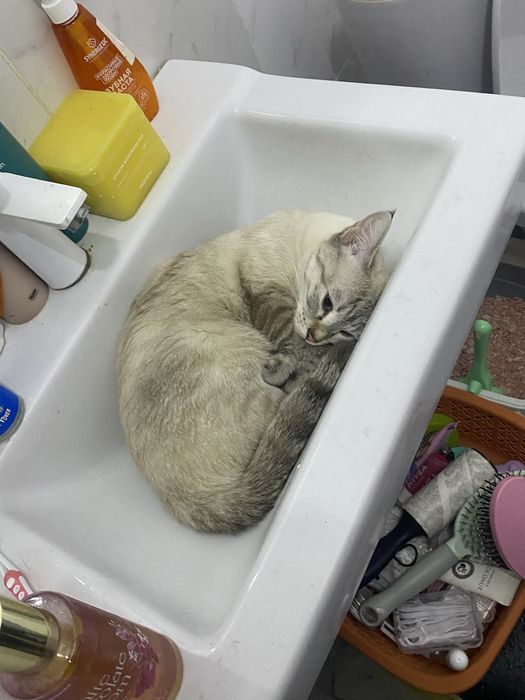 кошка, почти 2 годика, в добрые руки