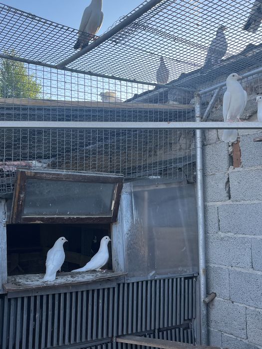 Пазарджишки гълъби