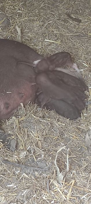 Малки виетнамски прасенца