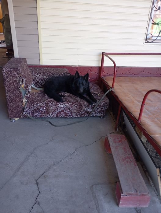 Немецкая овчарка