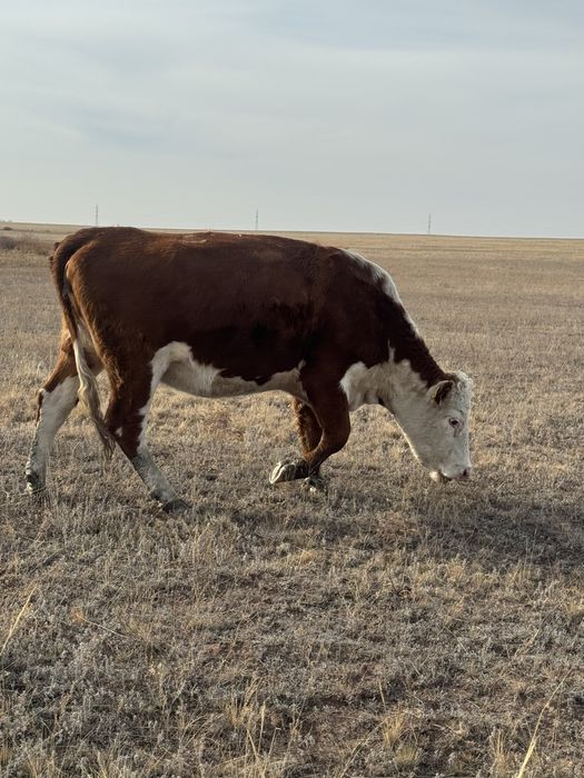 Продается Герефорд, Нетель(беременная)