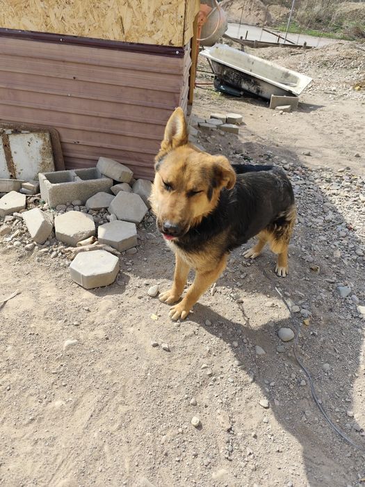 Пес 1-1,15 года бесплатно