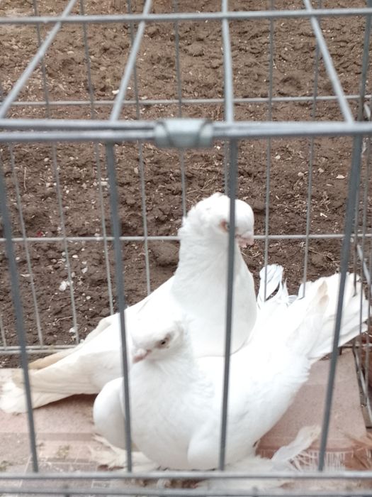 Голуби чубатый тараз