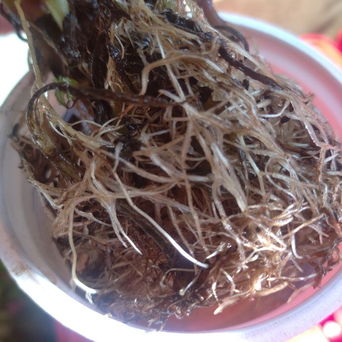 Колеусы разной расцветки