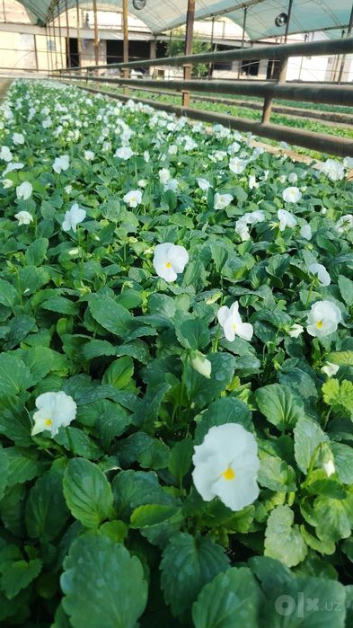 Perecheslena bor Gul flowers  veola  To'lov istalgan usulda viola