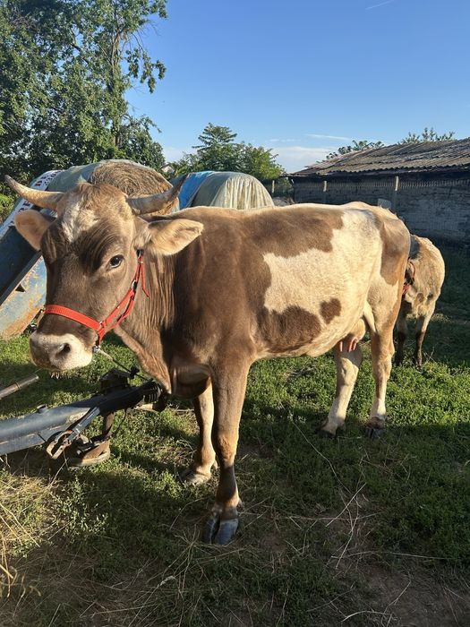 Vaca de vanzare.