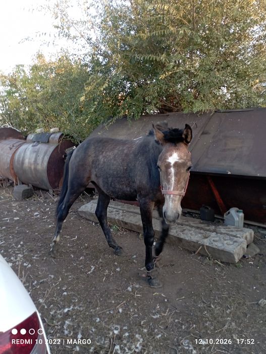 Продам лошадь Кунан