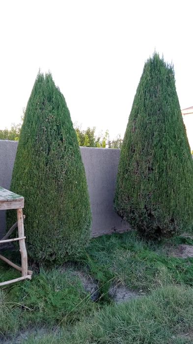 Archaga shakl berish