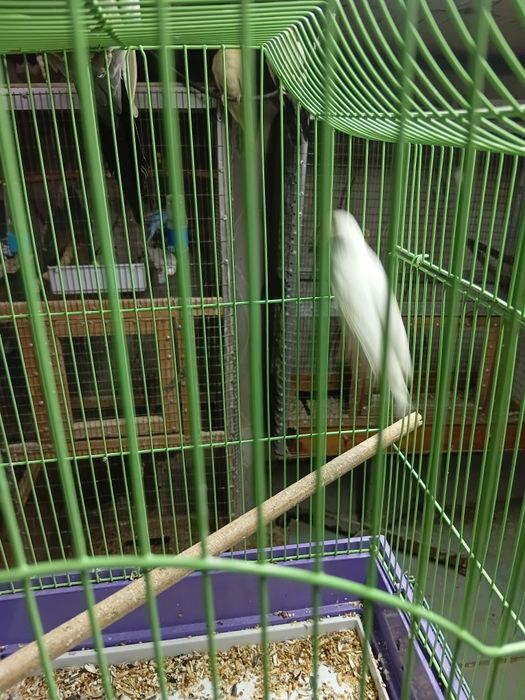 Канарейки кенары