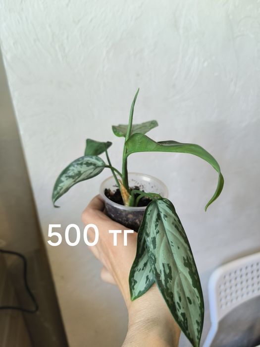 Комнатные растения 500 тг
