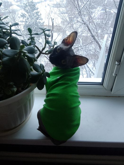 Продам кота породы Сфинкс