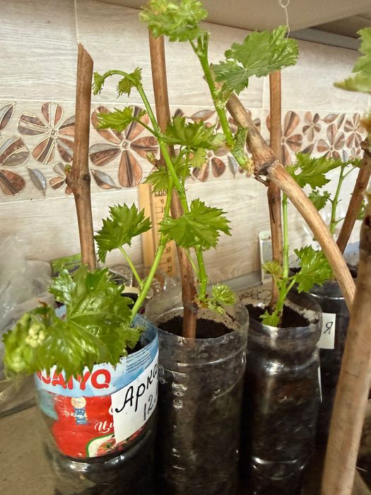 Продам саженцы винограда