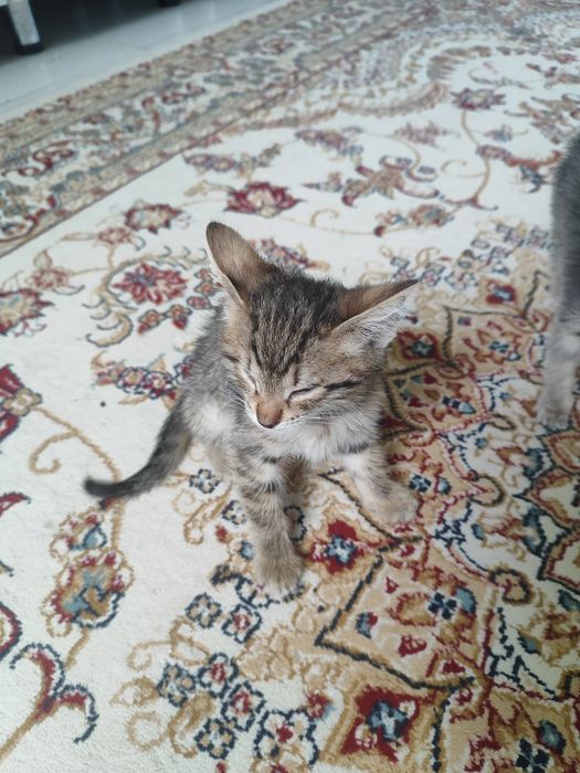 Отдам в добрые руки
