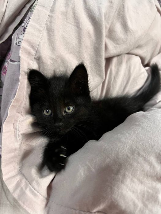 Отдам котёнка в хорошие руки