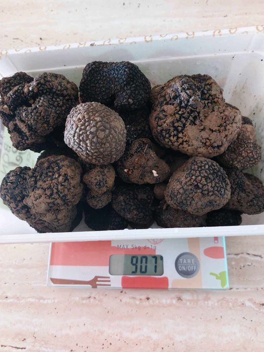 Trufe proaspete fresh, sălbatice