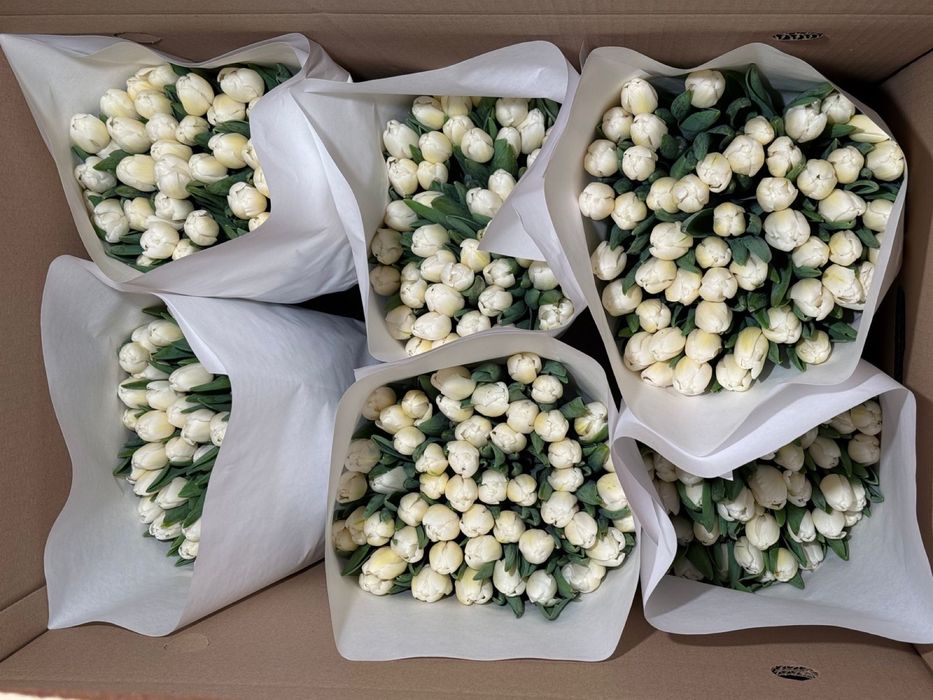 Высокие тюльпаны