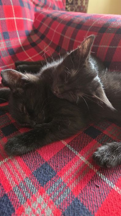 Отдам котят 3 месяца